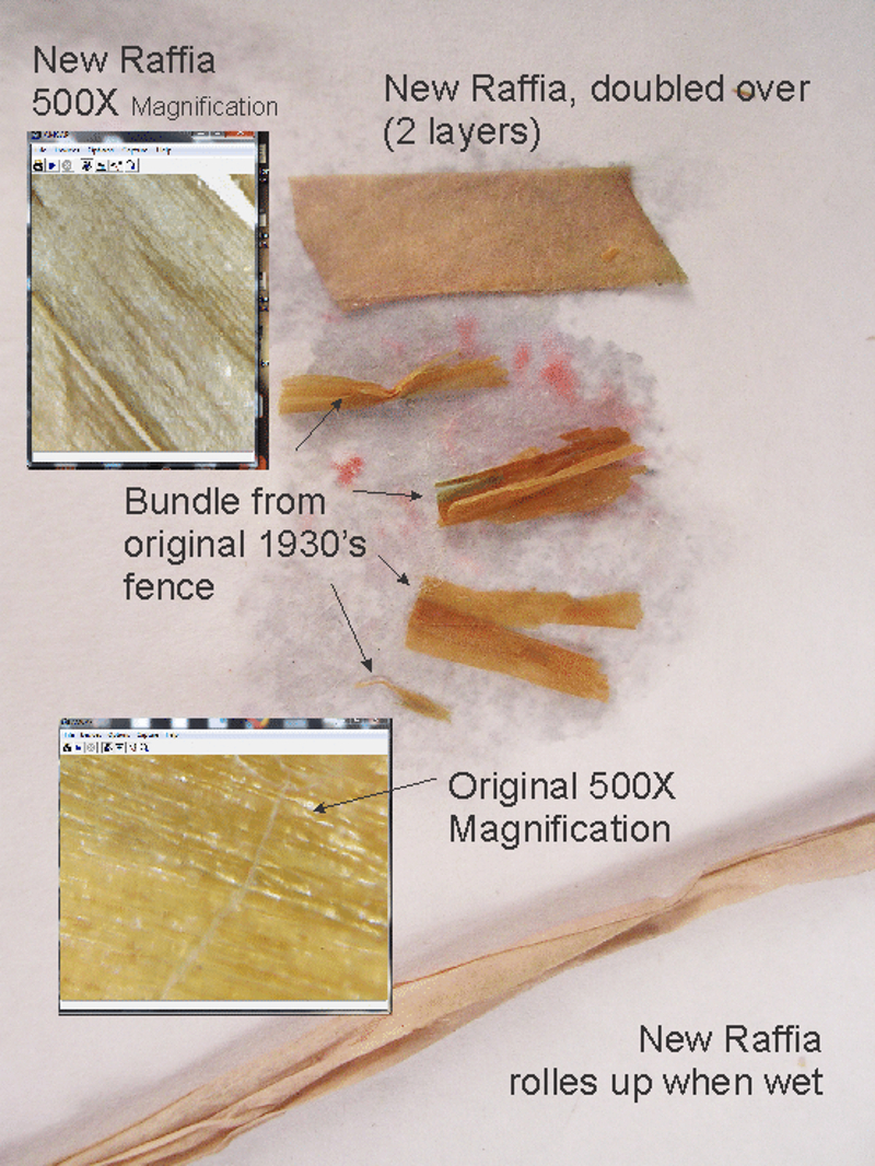 Raffia Magnification.JPG
